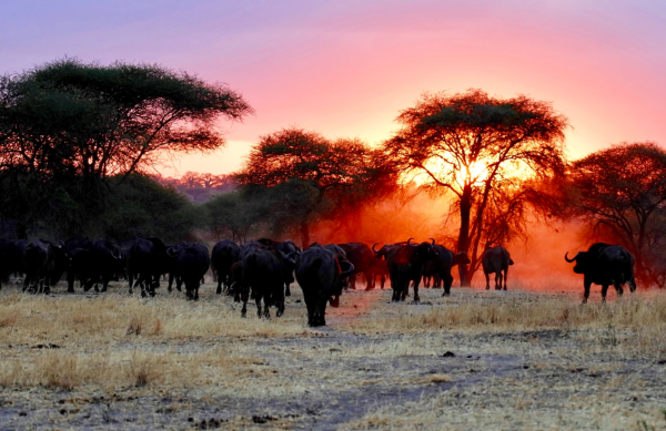 The 5 Safest Places To Visit In Africa Travel Smarter   Screen Shot 2020 04 08 At 2.30.21 PM 600x389 