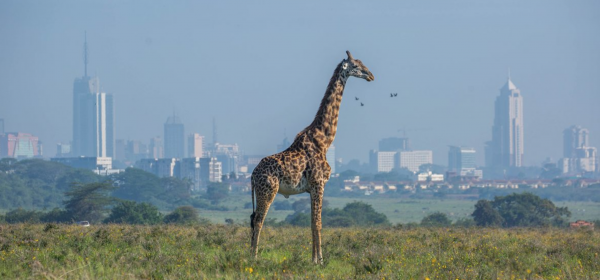 The 5 Safest Places to Visit in Africa - Travel Smarter